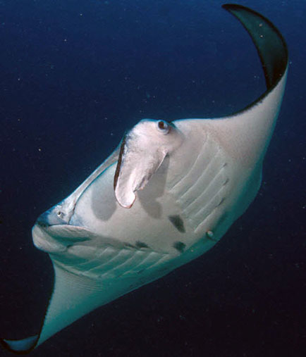 Manta birostris_001.jpg